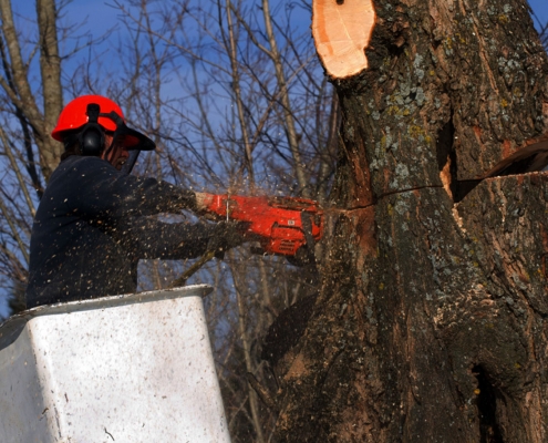 abattage arbre Pessac Compostelle La Paillere