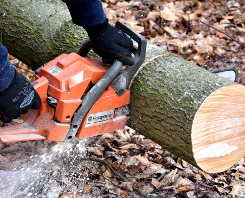 abattage arbre Pessac Noes
