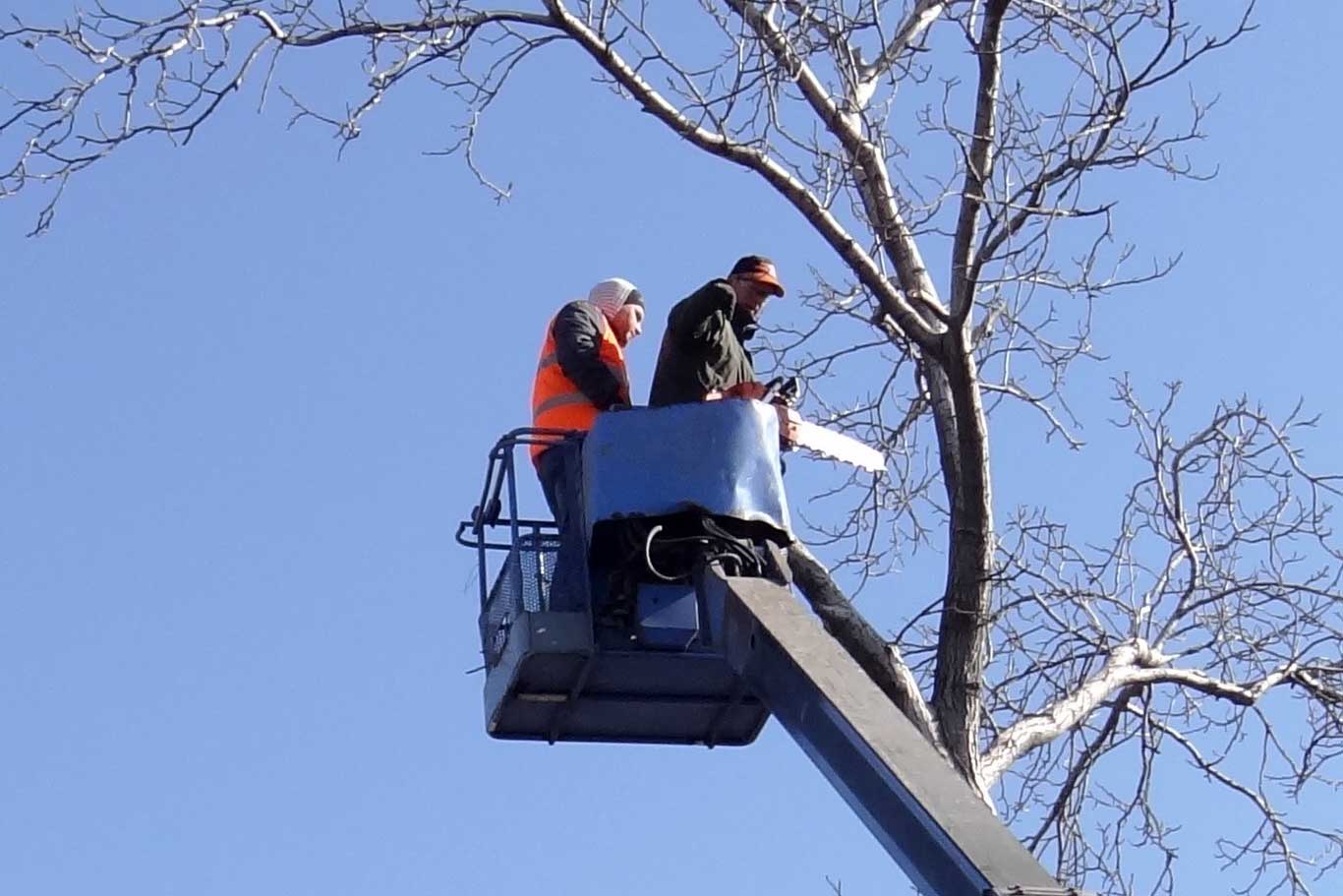Elagage arbre Pessac Cestas